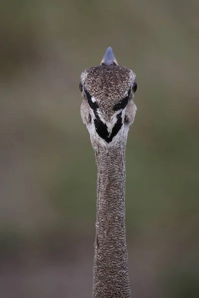 Black Bellied Korhaan Big Bird Portrait Green Grass Background Kruger — Fotografia de Stock