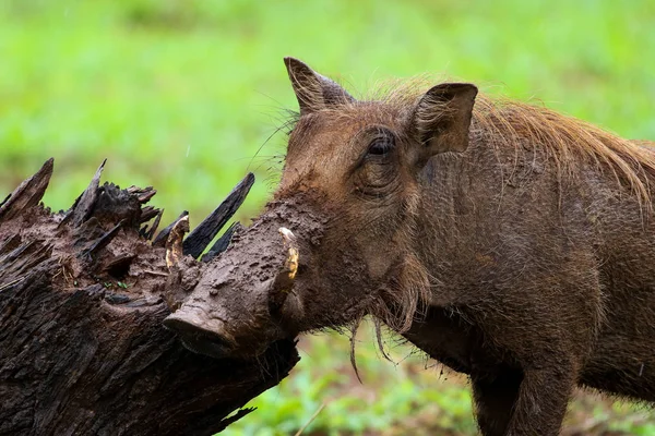 Babi Hutan Berjalan Padang Rumput Hijau Taman Nasional Kruger Afrika — Stok Foto