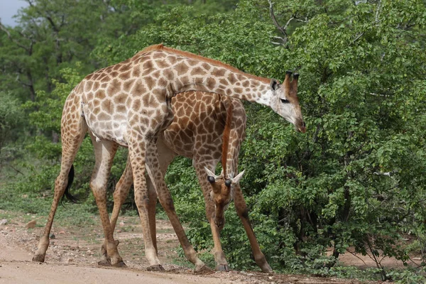 Afrikanska Giraffer Slåss Med Långa Halsar Safari Kruger National Park — Stockfoto