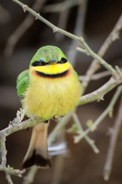 cute little bird   on background,close up