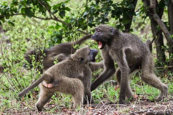 Szare Małpy Pawian Czakma Pawian Grając Sobą Drodze Kruger National — Zdjęcie stockowe