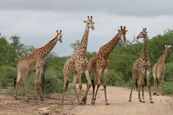 アフリカのキリンの家族 クルーガー国立公園のサファリで一緒に時間を過ごす — ストック写真