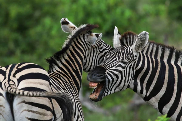 Fekete Fehér Zebra Lovak Játszik Kruger National Park Dél Afrikai — Stock Fotó