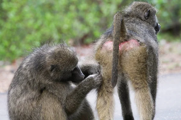 Grey Chacma Baboon Monkeys Playing Each Other Road Kruger National — Stock Photo, Image