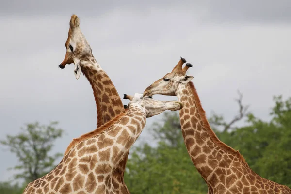 Giraffe Africane Che Combattono Con Lunghi Colli Durante Safari Kruger — Foto Stock