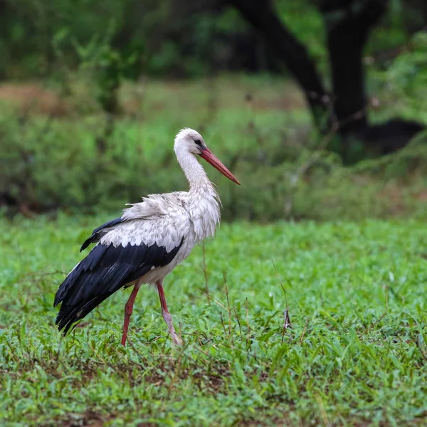 Ooievaar Wandelen Veld Met Groen Gras Achtergrond Voordat Vliegen Kruger — Stockfoto