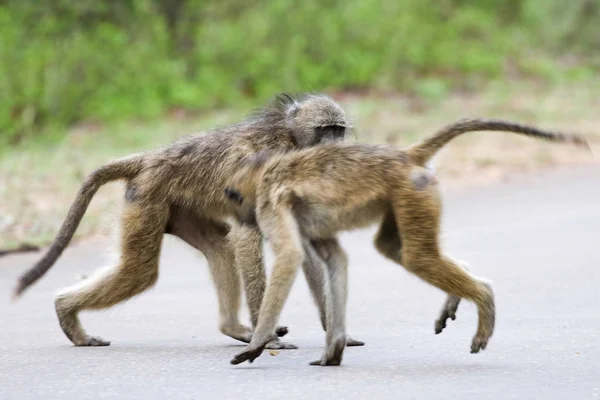 Grey Chacma Baboon Monkeys Playing Each Other Road Kruger National — Stock Photo, Image