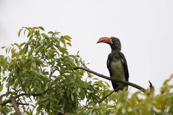 Crowned hornbill with African trees, Kruger National Park