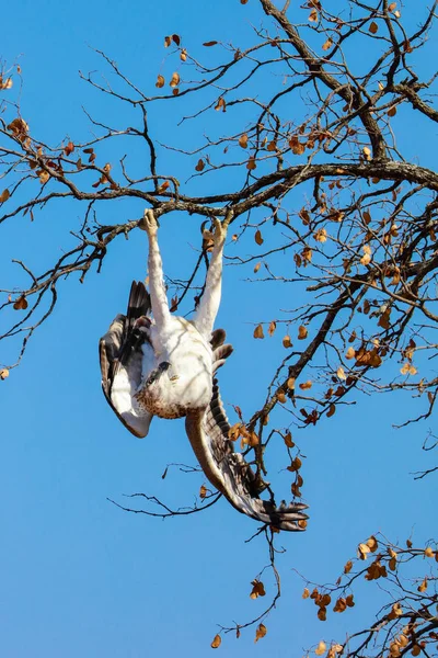 Eagle Bird Kruger National Park South Africa — Stock Photo, Image