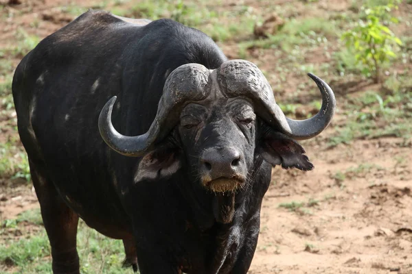 Old male Cape buffalo bull with long horns , South Africa