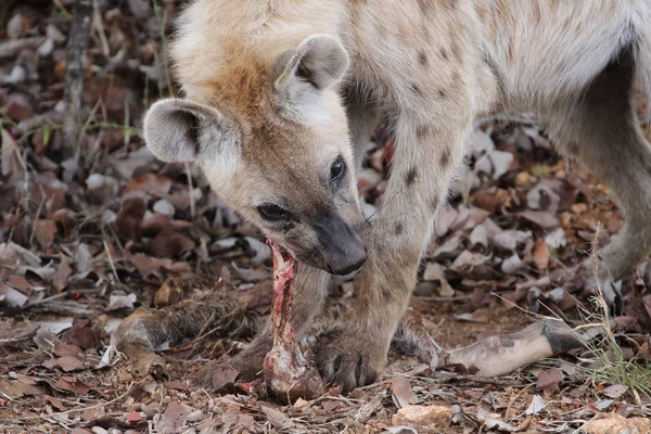 Gesichtete Lachende Hyäne Die Alte Antilopenkeule Zum Fressen Isst Kruger — Stockfoto