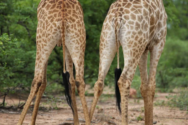 Girafas Africanas Lutando Com Pescoços Longos Safári Parque Nacional Kruger — Fotografia de Stock