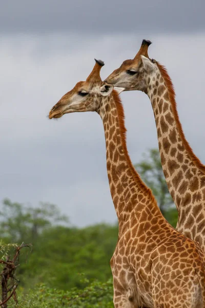 Famiglia Giraffa Africana Trascorrere Del Tempo Insieme Safari Kruger National — Foto Stock