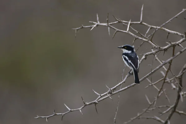 Liten Fågel Sittande Gren — Stockfoto