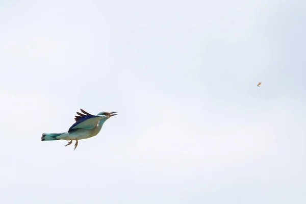 Oiseau Roulier Européen Vol Parc National Kruger — Photo