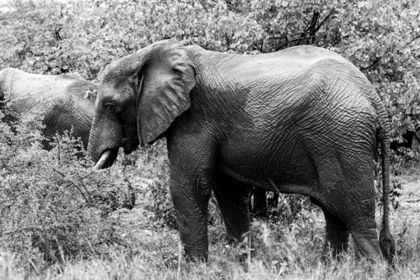 Yağmurda Kruger National Park Güney Afrika Afrika Fili Ait Siyah — Stok fotoğraf