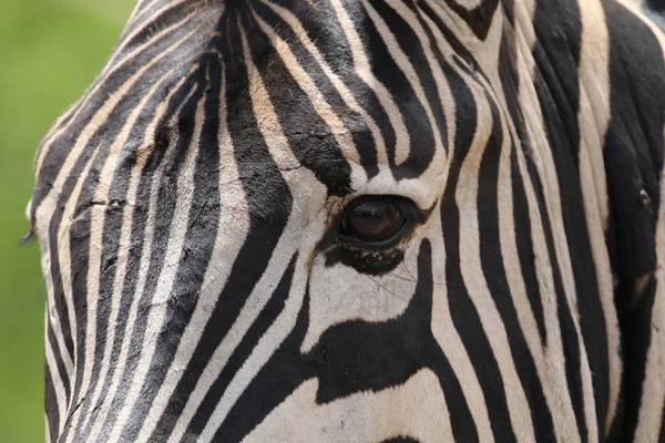 Ränder Svart Och Vitt Vilda Zebra Huvud Sydafrika — Stockfoto