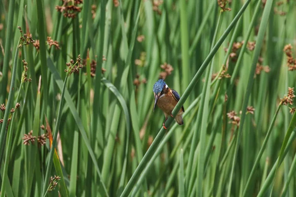 Маленькая Птица Сидящая Зеленой Траве — стоковое фото