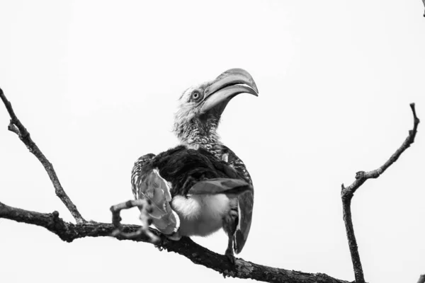 Yellow Billed Hornbill Old Dead Tree Branch Cloudy Sky Background — Stock Photo, Image