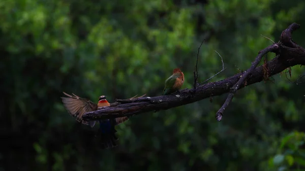 Bílí Včelí Jedlíci Větvi Stromů Kruger National Park — Stock fotografie