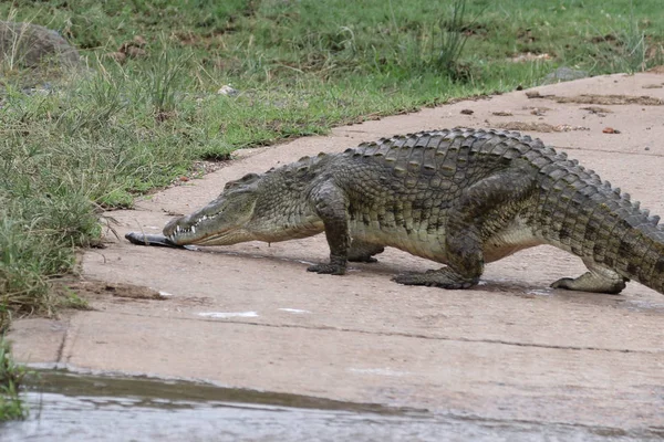 Nijlkrokodil Jacht Vis Het Rivierwater Kruger National Park Zuid Afrika — Stockfoto