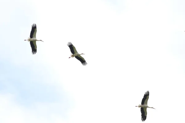 Troupeau Cigognes Blanches Volant Dans Différentes Directions Sur Les Courants — Photo