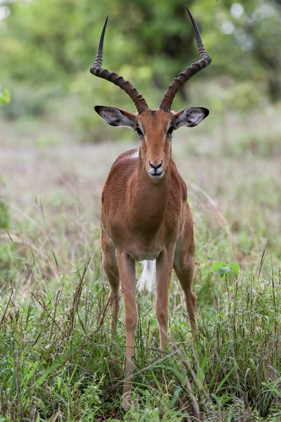 Stary Dominujący Impala Ram Stojący Dużymi Rogami Kolczaste Bush Szuka — Zdjęcie stockowe