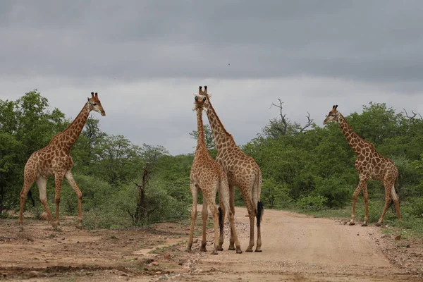 Afrikai Zsiráf Család Együtt Tölteni Időt Safari Kruger Nemzeti Park — Stock Fotó