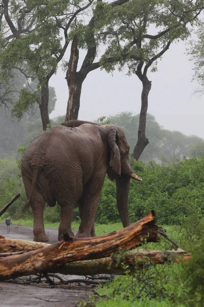 Африканский Слон Дождем Идущий Гравийной Дороге После Толкания Дерева Дороге — стоковое фото