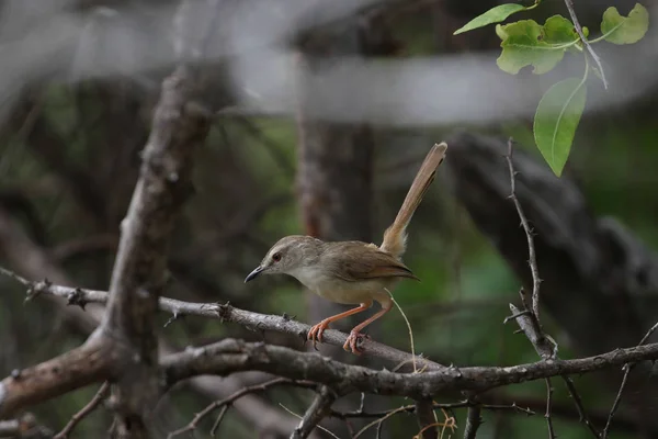 Kleiner Tawny Flanked Prinia Bird Auf Einem Dünnen Zweig Kruger — Stockfoto