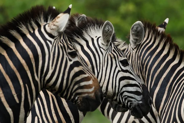 Cavalos Zebra Preto Branco Jogando Kruger National Park África Sul — Fotografia de Stock