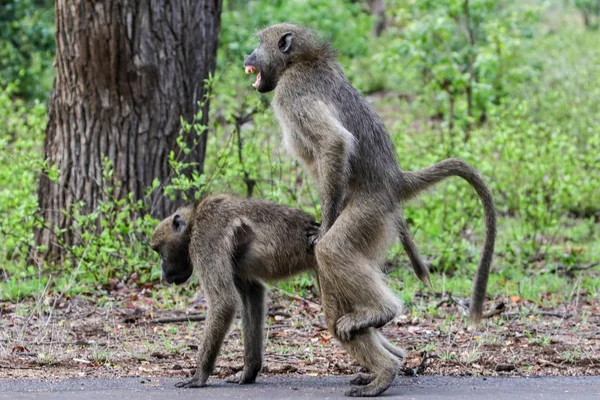 Grey Chacma Baboon Monkeys Playing Each Other Road Kruger National — Stock Photo, Image