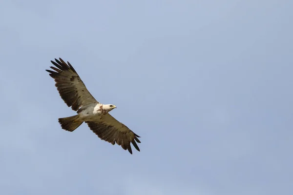 Águila Marrón Claro Volando Sobre Fondo Azul Claro Del Cielo —  Fotos de Stock