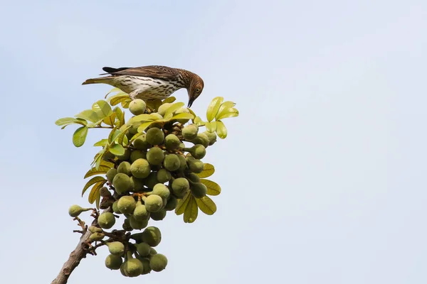 Violet-backed starling bird eating figs from tree with blue cloudy sky background, Kruger National Park, South Africa