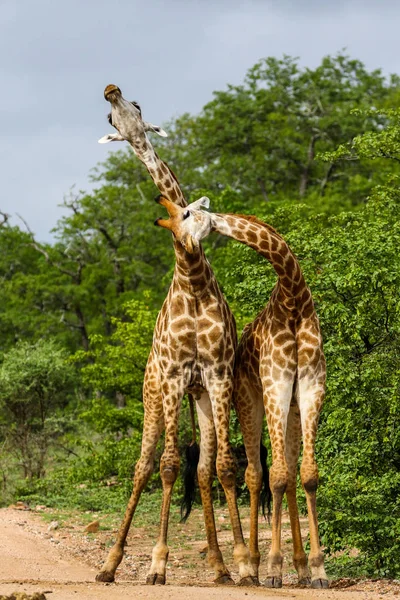 Jirafas Africanas Luchando Con Cuellos Largos Safari Parque Nacional Kruger — Foto de Stock