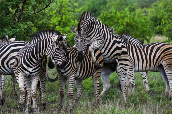 Schwarze Und Weiße Zebrapferde Beim Spielen Kruger Nationalpark Südafrika — Stockfoto