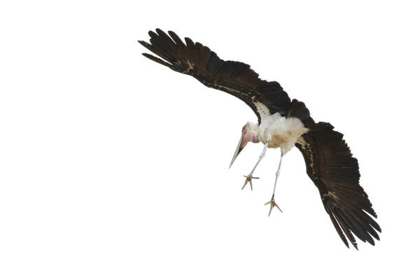 Cigüeña Marabú Volando Con Grandes Alas Negras Parque Nacional Kruger —  Fotos de Stock