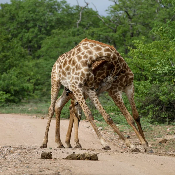 Afrikanska Giraffer Slåss Med Långa Halsar Safari Kruger National Park — Stockfoto