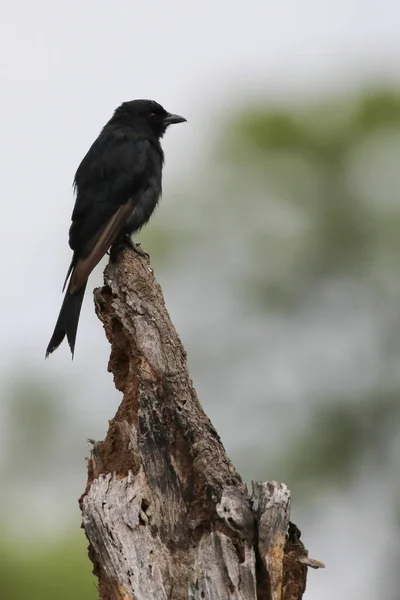 Pájaro Cazamoscas Negro Del Sur Sudáfrica — Foto de Stock