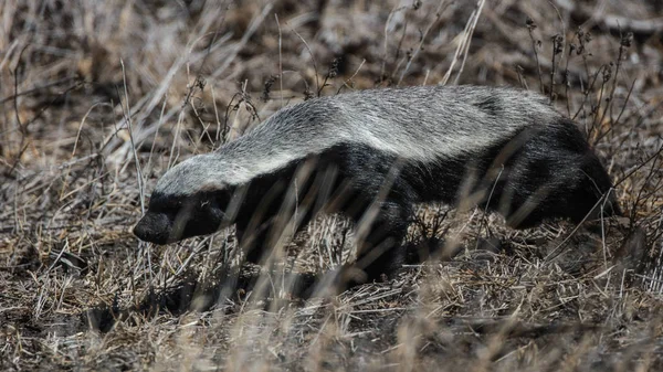 Honey Badger Berjalan Atas Pasir Kalahari Afrika Selatan — Stok Foto
