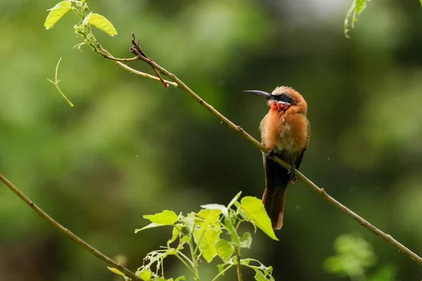 Pájaro Abejero Frente Blanca Rama Árbol Parque Nacional Kruger —  Fotos de Stock