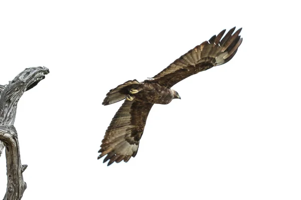 Tawny Eagle Flying Dead Tree Branch White Sky Background Kruger — Stock Photo, Image