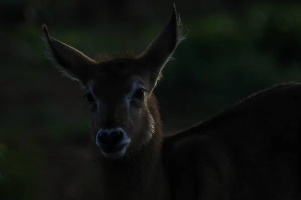 Waterbuck Kruger National Park África Sul — Fotografia de Stock