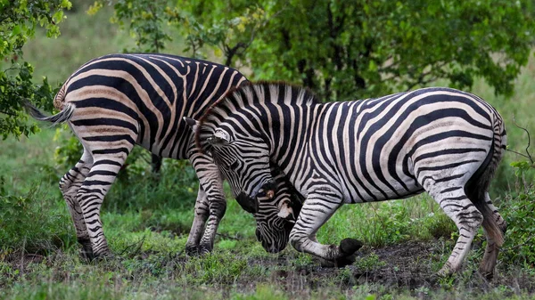 Czarno Białe Konie Zebra Gra Kruger National Park Afryka Południowa — Zdjęcie stockowe