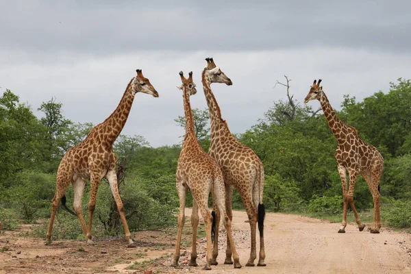 Jirafa Africana Familia Pasar Tiempo Juntos Safari Parque Nacional Kruger — Foto de Stock