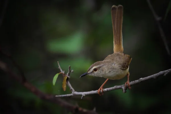 Petit Oiseau Prinia Flanc Fauve Sur Une Branche Mince Parc — Photo