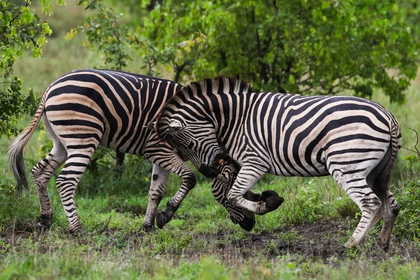 Giochi Cavalli Zebra Bianco Nero Kruger National Park Sud Africa — Foto Stock