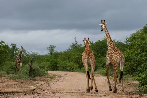 Afrykańskiej Żyrafy Walki Długie Szyje Safari Kruger National Park — Zdjęcie stockowe