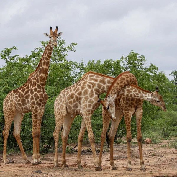 African Giraffes Fighting Long Necks Safari Kruger National Park — Stock Photo, Image