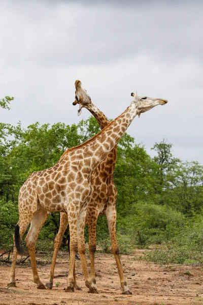 Afrikai Zsiráf Harcok Hosszú Nyakkal Szafari Kruger Nemzeti Park — Stock Fotó